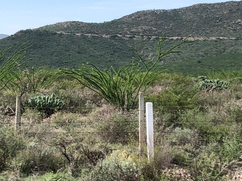 Fouquieria splendens subsp. breviflora photo 4