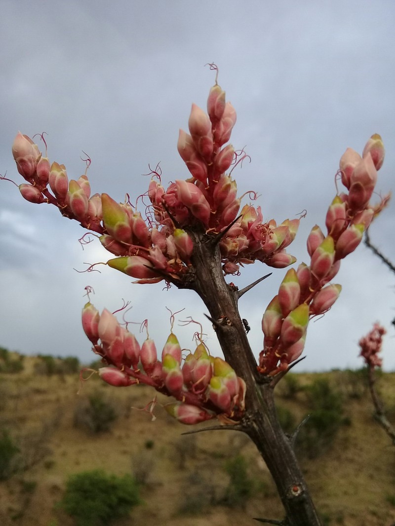 Fouquieria splendens subsp. campanulata