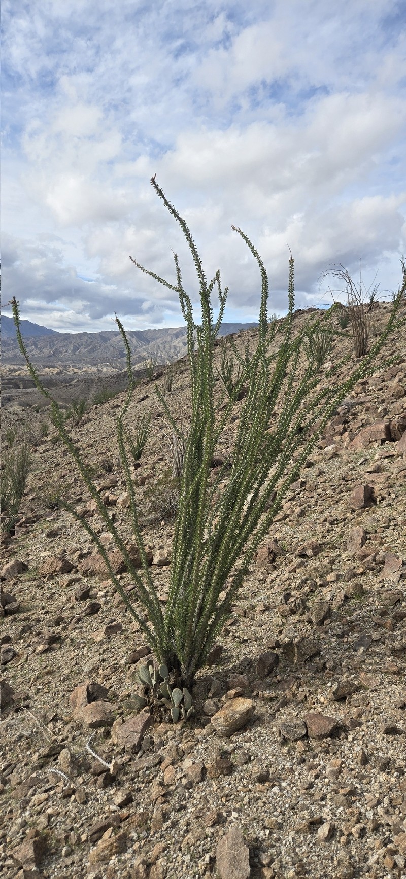 Fouquieria splendens subsp. splendens