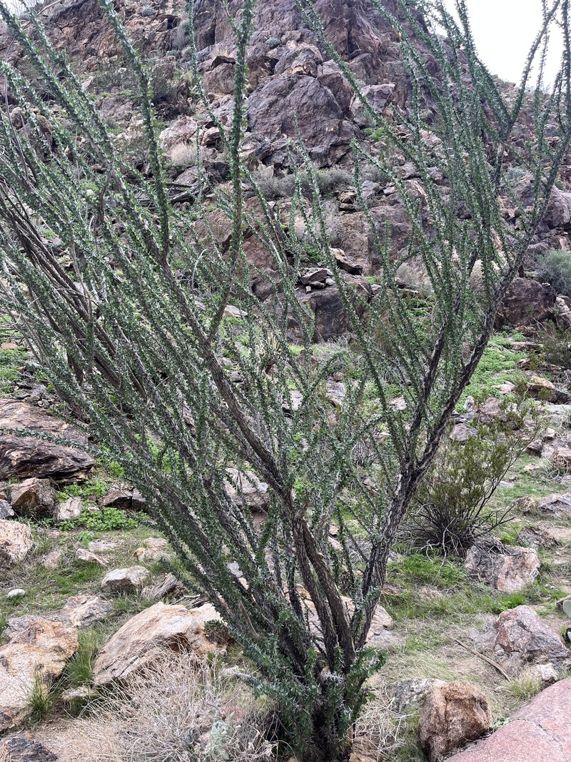 Fouquieria splendens subsp. splendens photo 3