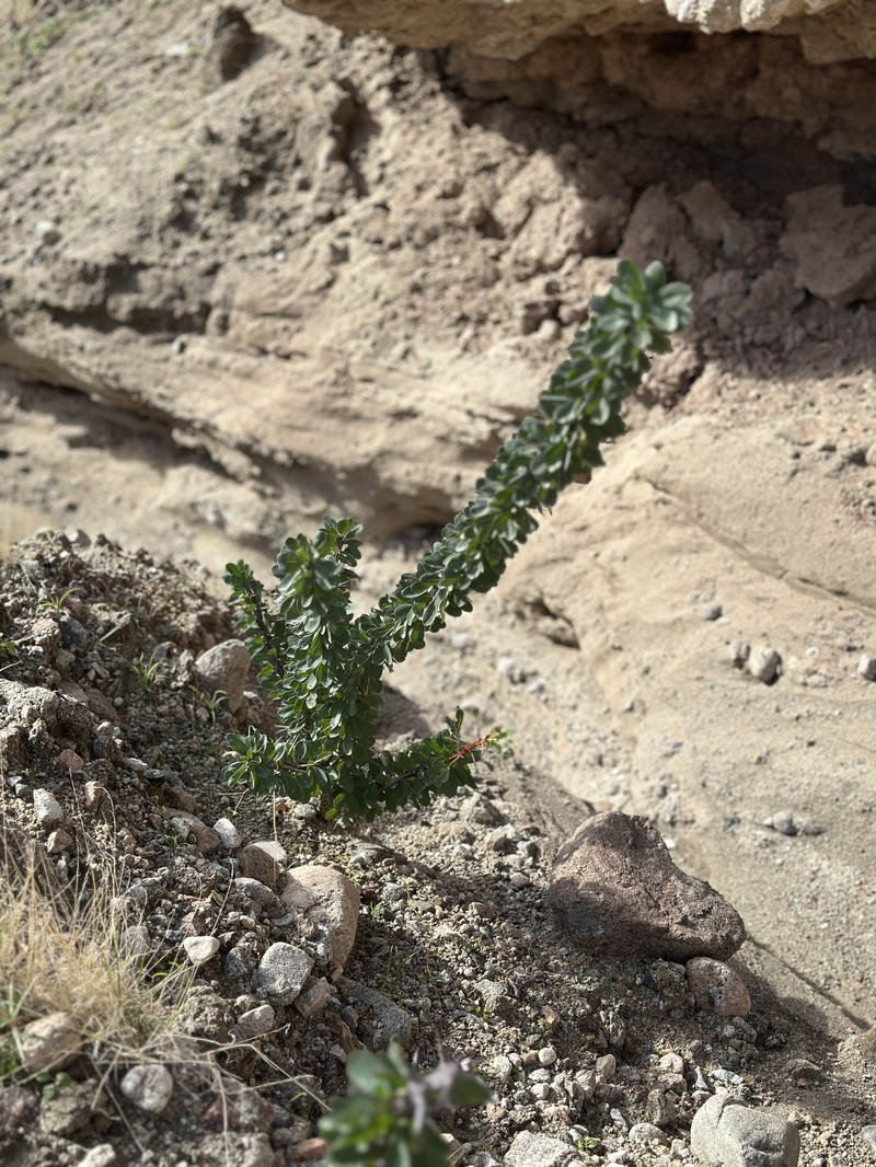Fouquieria splendens subsp. splendens photo 6