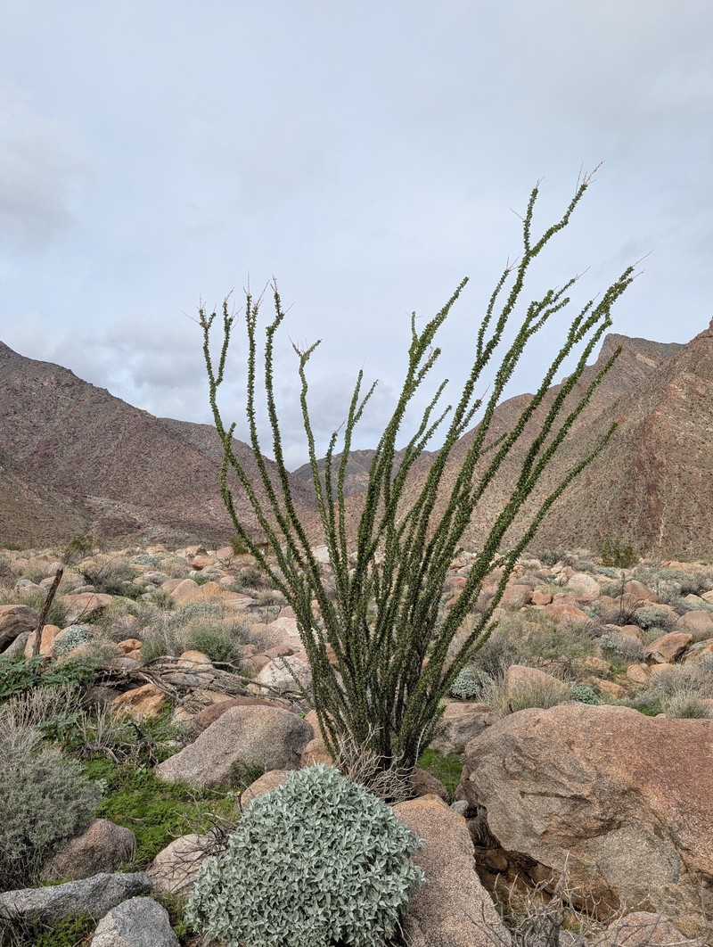 Fouquieria splendens subsp. splendens photo 7