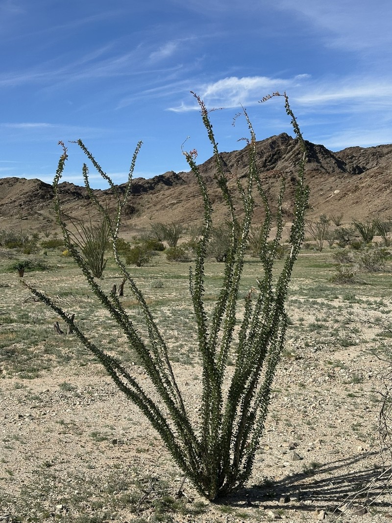 Fouquieria splendens subsp. splendens photo 8