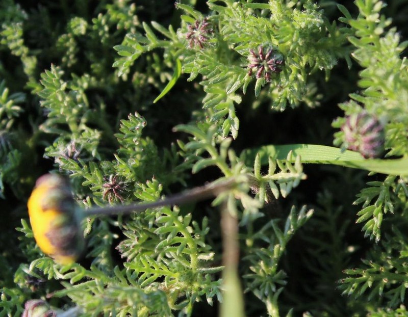 Foveolina burchellii photo 2
