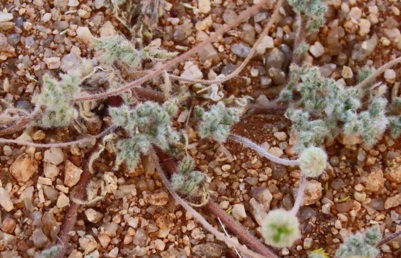 Foveolina dichotoma