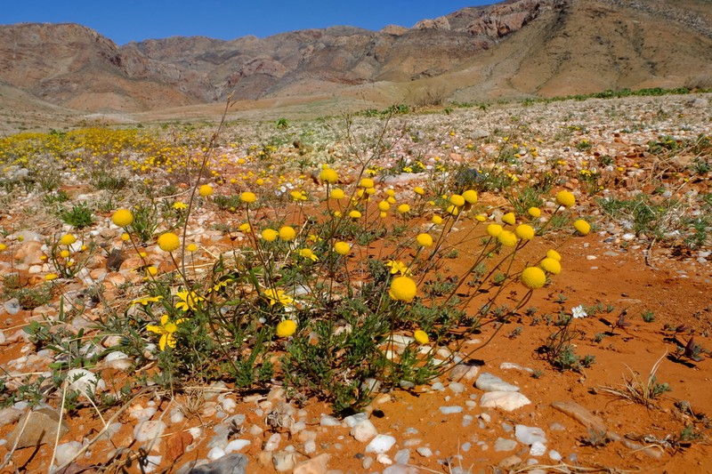Foveolina dichotoma photo 2