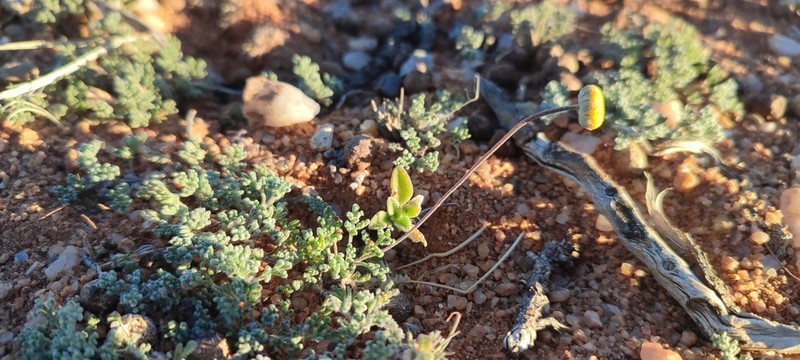 Foveolina dichotoma photo 4