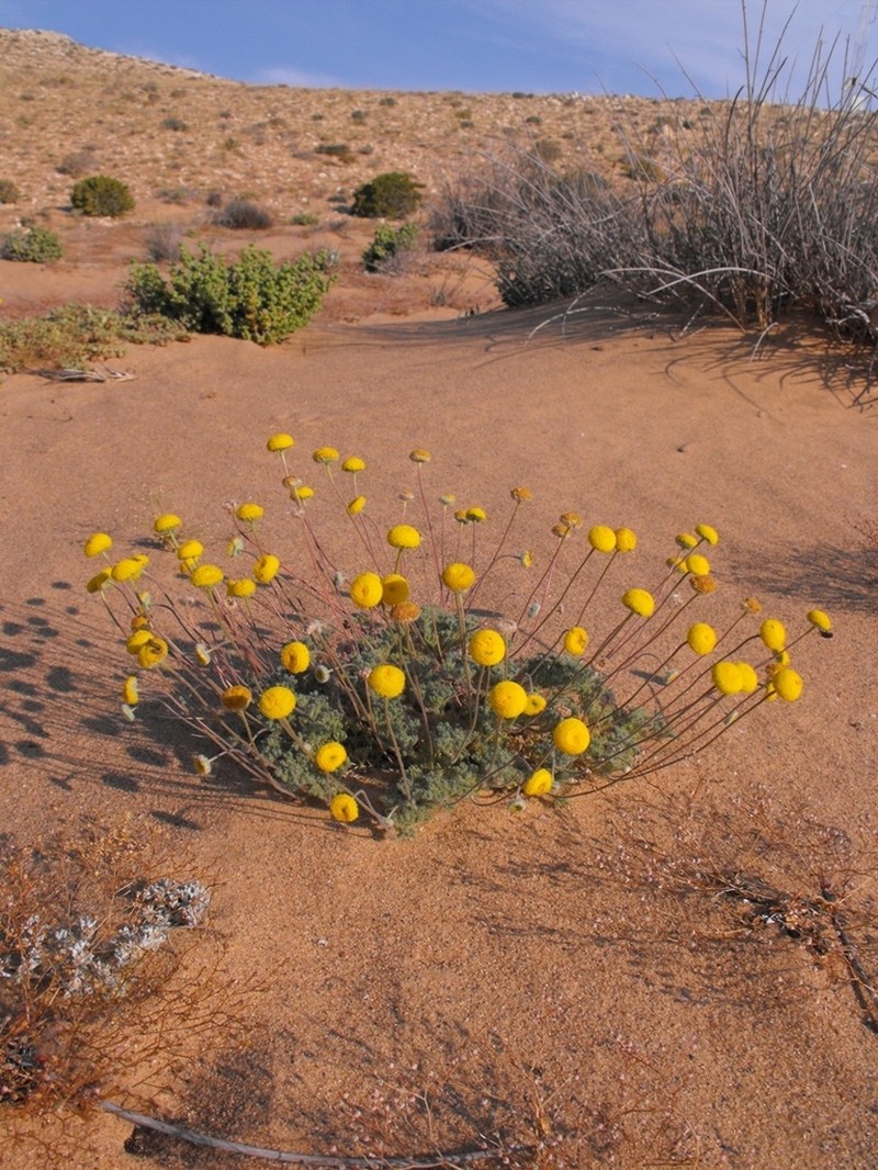 Foveolina dichotoma photo 5
