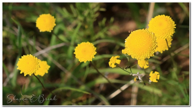 Foveolina dichotoma photo 6