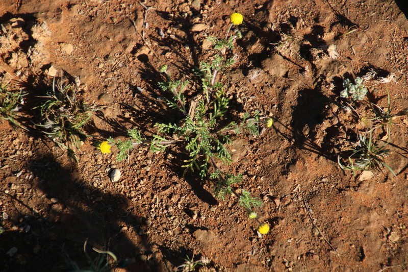 Foveolina dichotoma photo 7