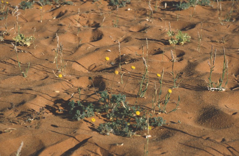 Foveolina dichotoma photo 8