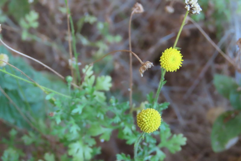 Foveolina schinziana
