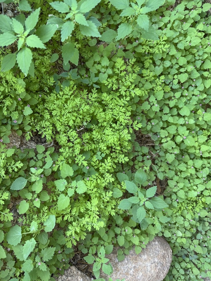 Foveolina schinziana photo 2