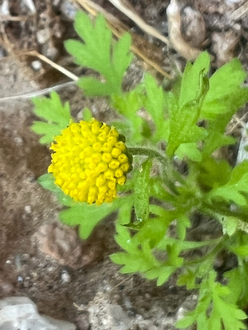Foveolina schinziana photo 3