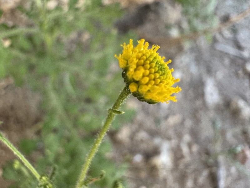 Foveolina schinziana photo 4