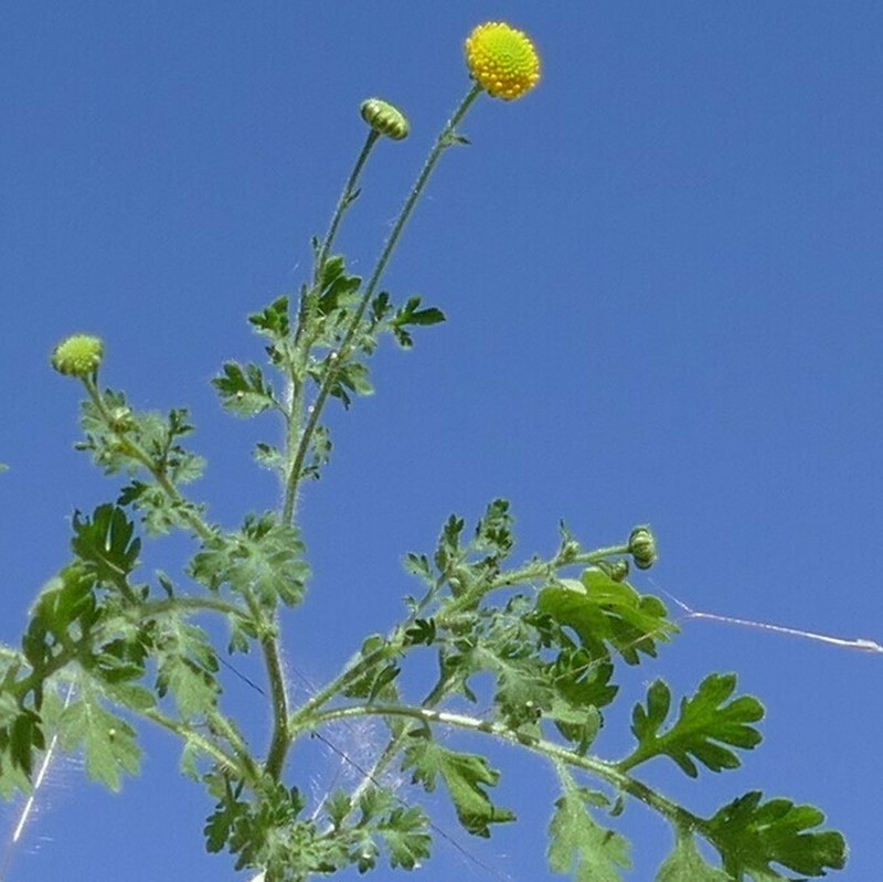 Foveolina schinziana photo 5