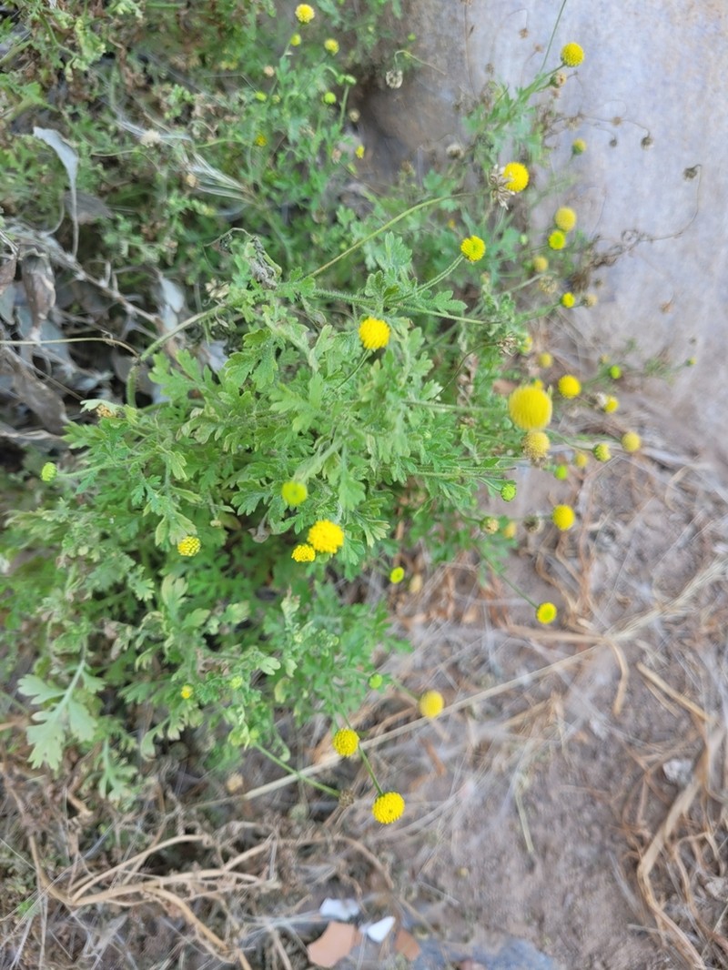 Foveolina schinziana photo 6