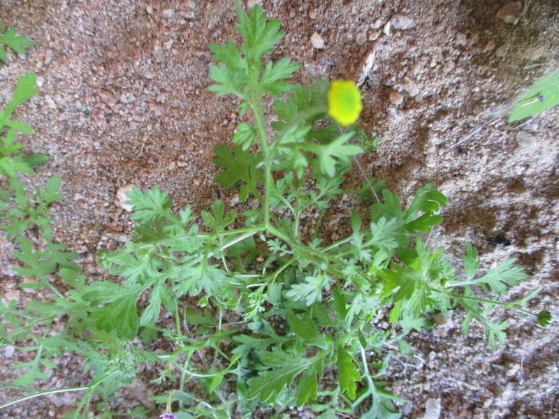 Foveolina schinziana photo 8