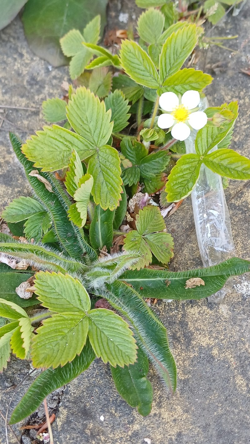 Fragaria × ananassa photo 8