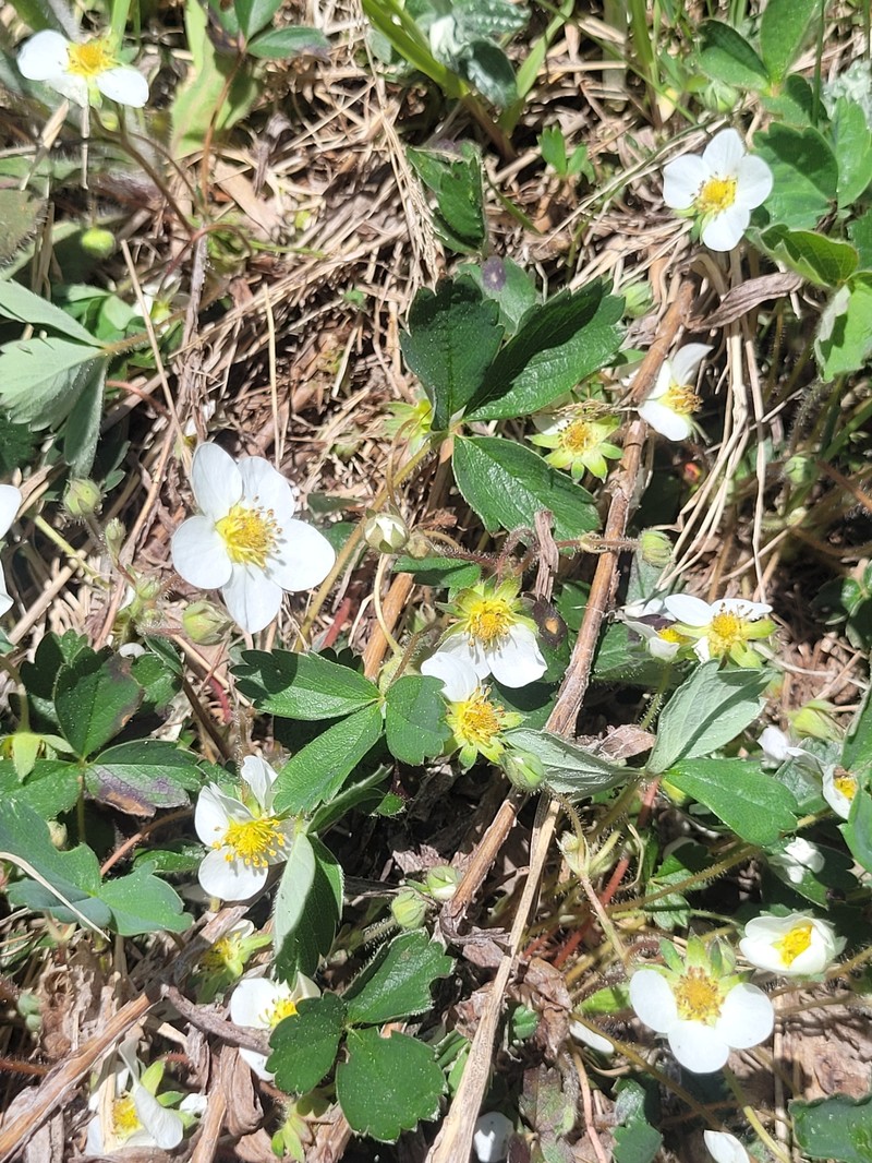 Fragaria × ananassa nothosubsp. cuneifolia
