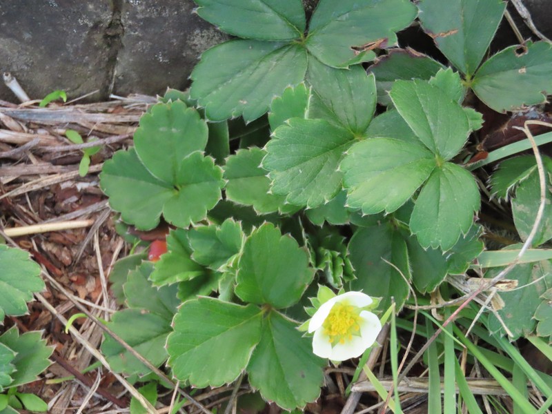 Fragaria × ananassa nothosubsp. cuneifolia photo 2