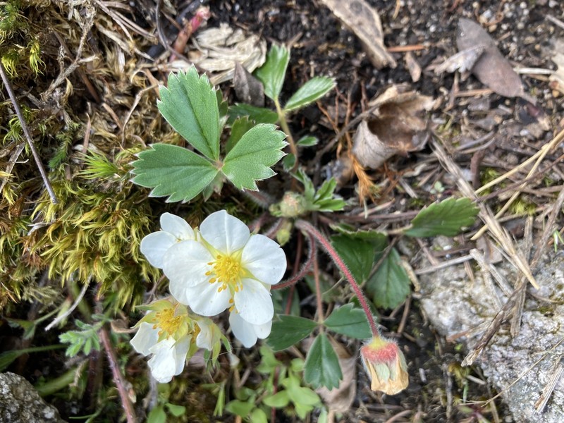 Fragaria × ananassa nothosubsp. cuneifolia photo 3