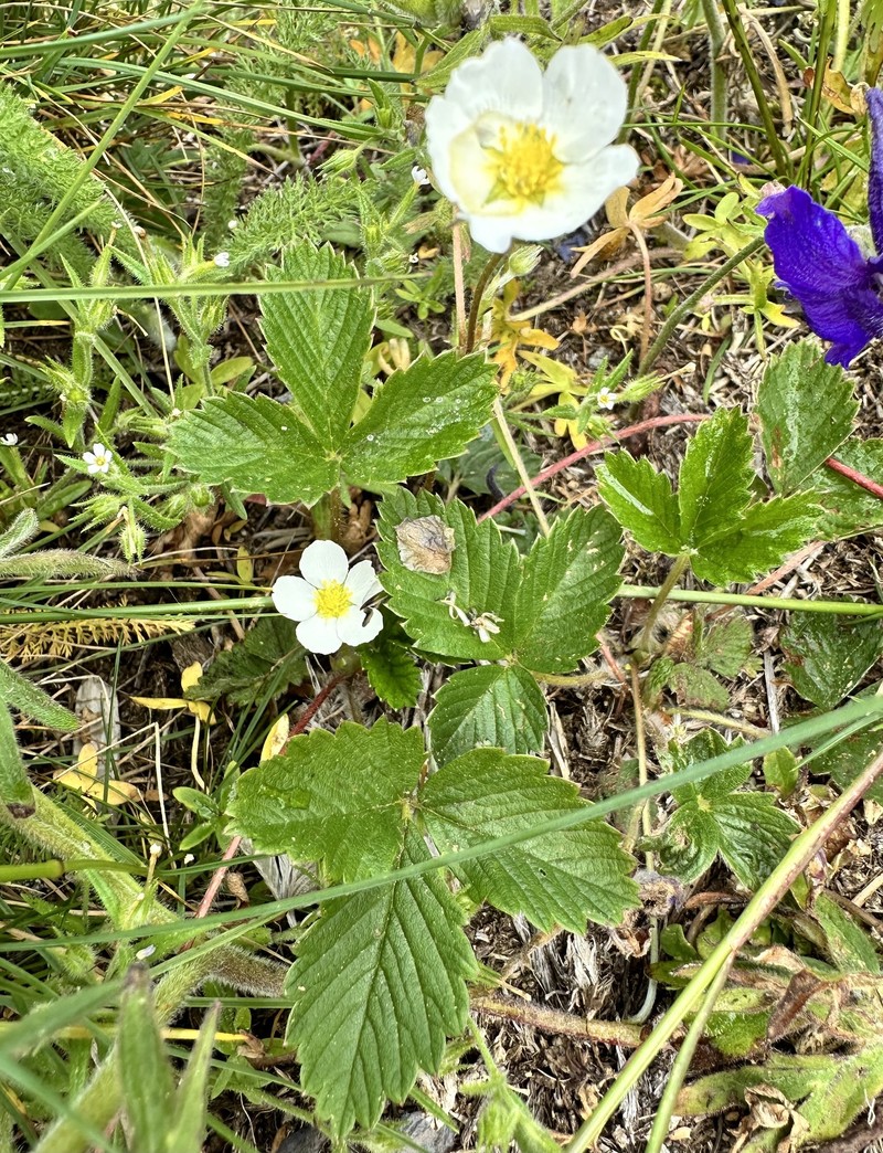 Fragaria × ananassa nothosubsp. cuneifolia photo 4