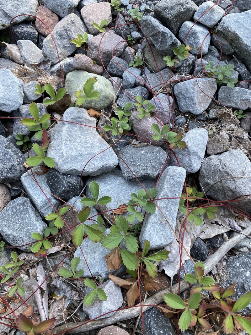 Fragaria × ananassa nothosubsp. cuneifolia photo 5
