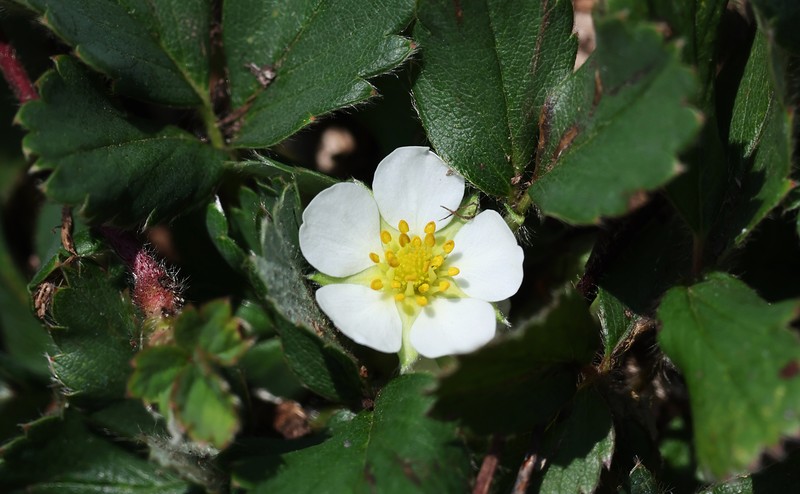 Fragaria × ananassa nothosubsp. cuneifolia photo 6