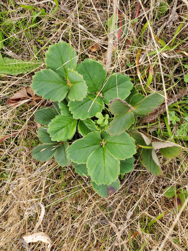 Fragaria × ananassa nothosubsp. cuneifolia photo 7