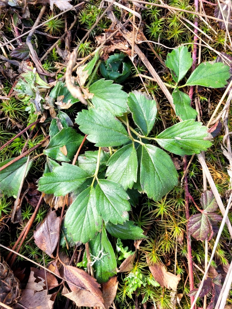 Fragaria × ananassa nothosubsp. cuneifolia photo 8
