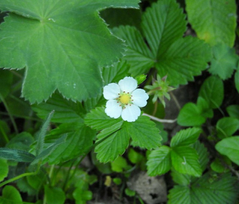 Fragaria × bifera photo 2