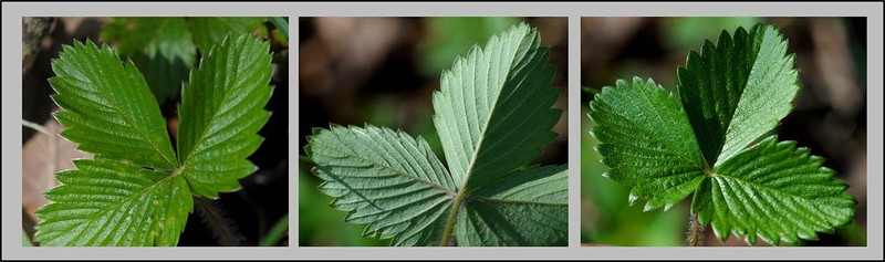 Fragaria × bifera photo 3