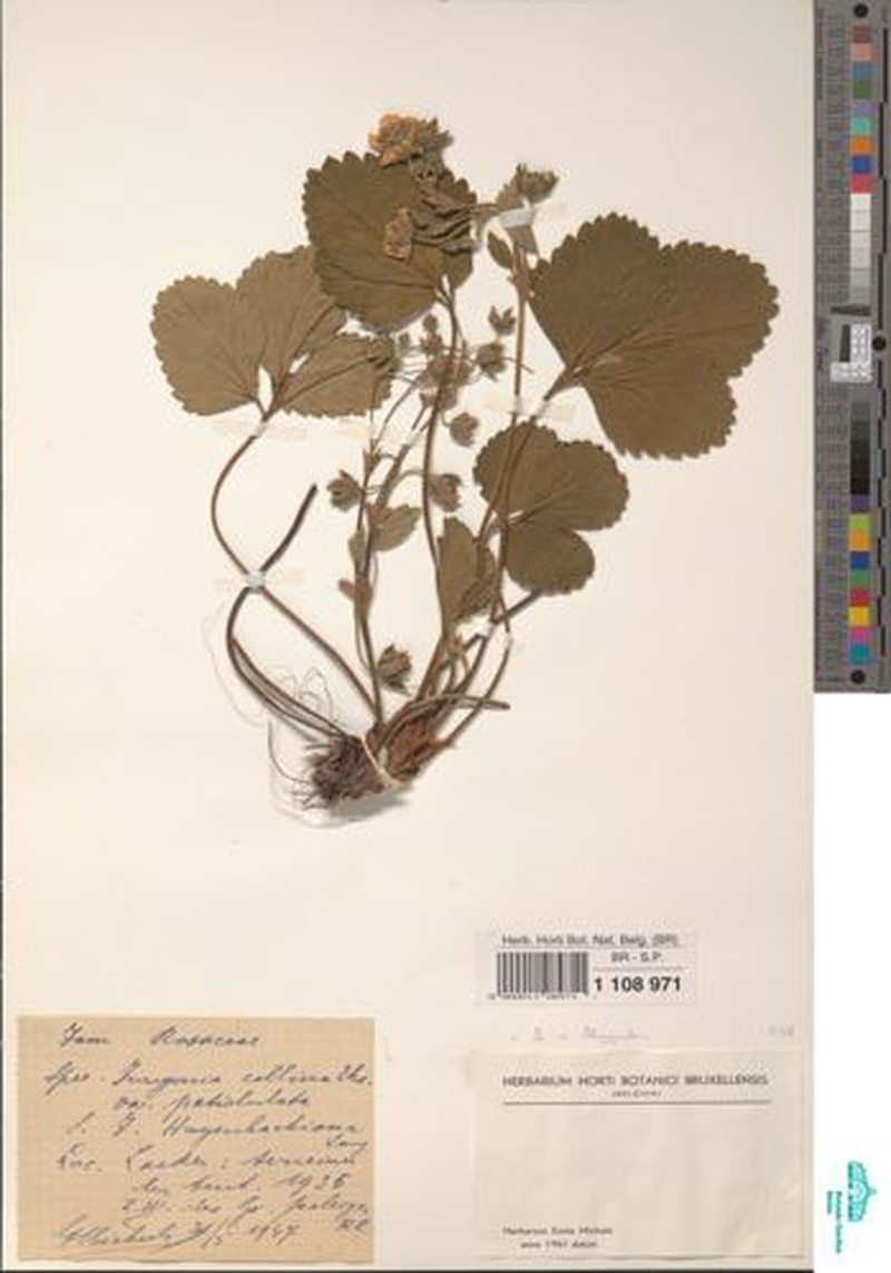 Fragaria × bifera photo 5