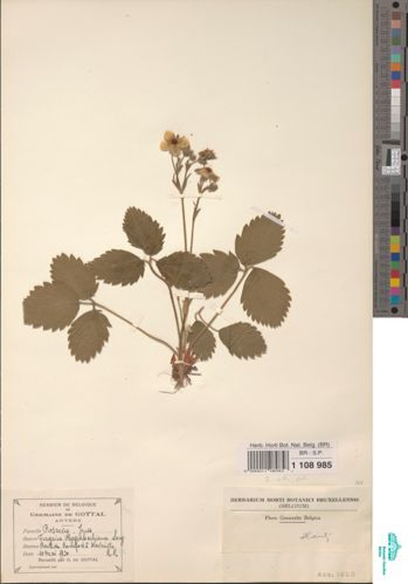 Fragaria × bifera photo 7