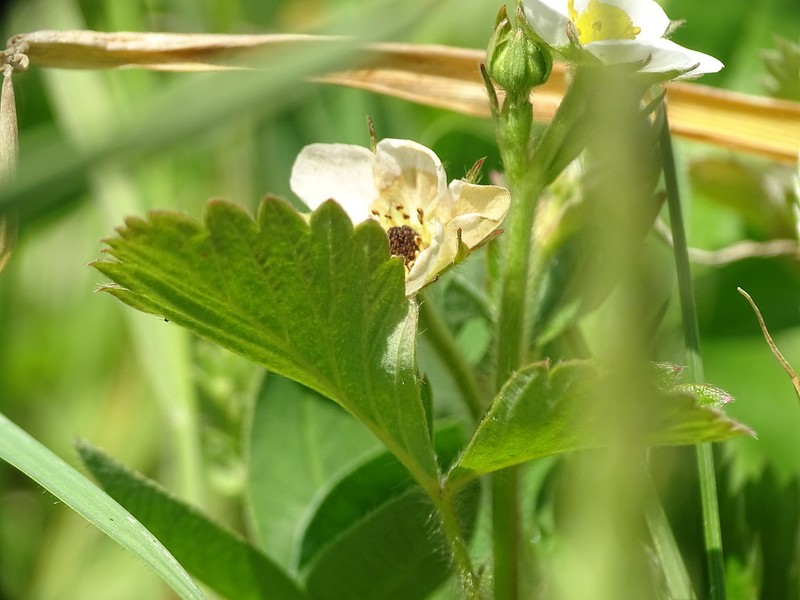 Fragaria × neglecta