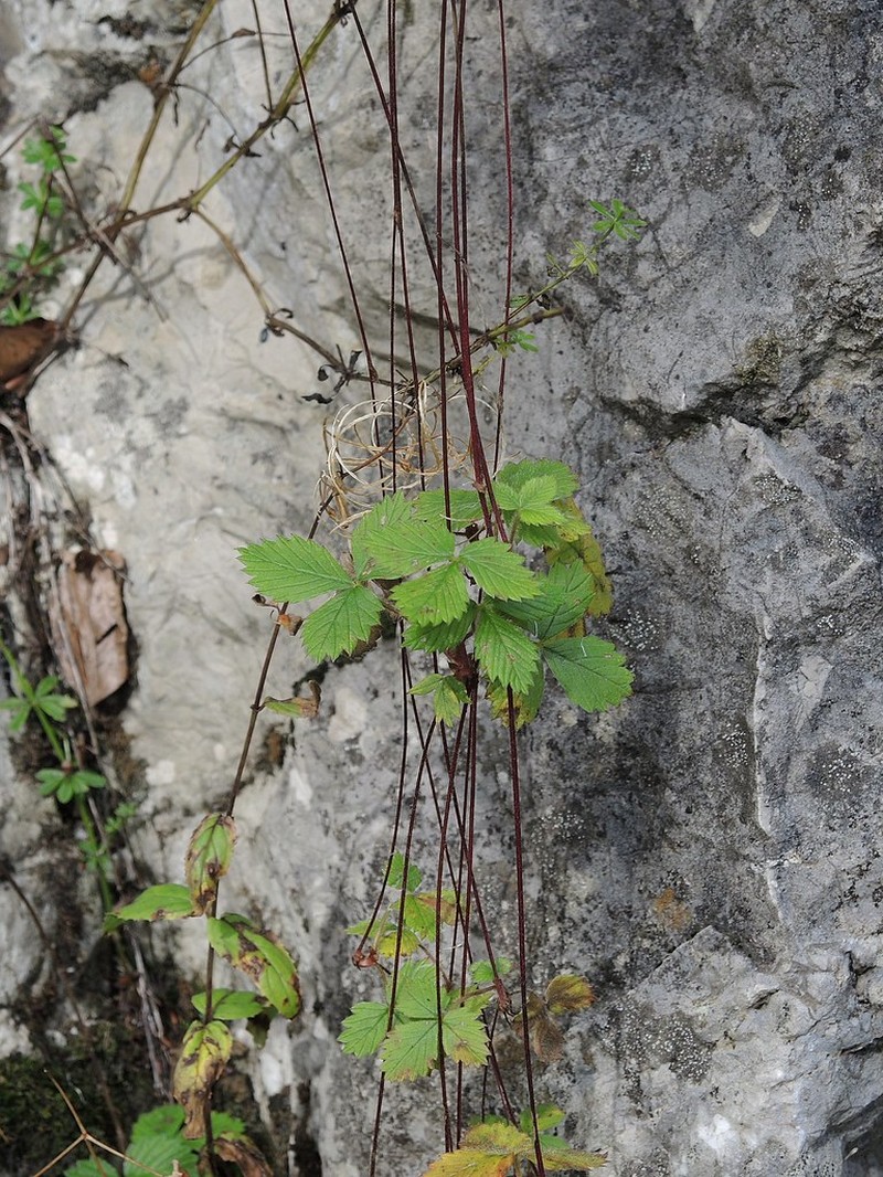 Fragaria × neglecta photo 2