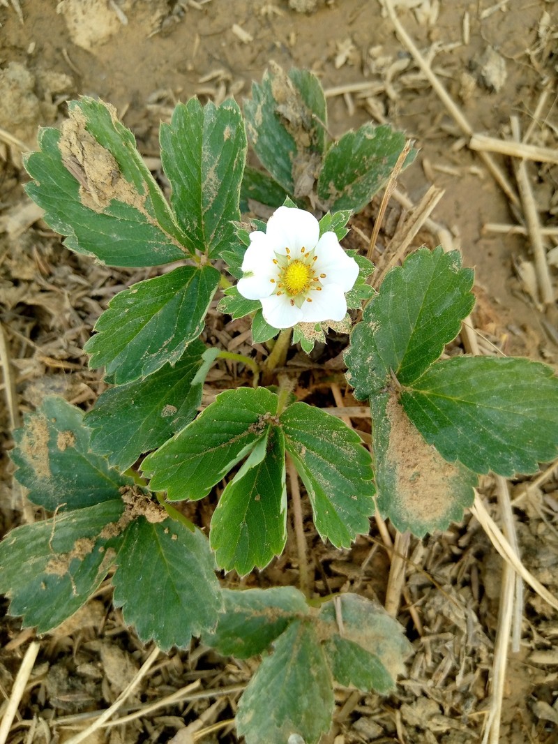 Strawberry