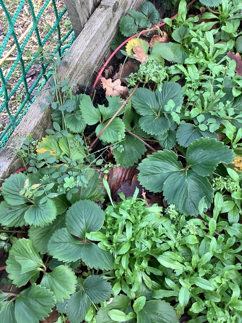 Strawberry photo 2