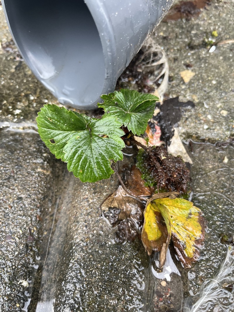 Strawberry photo 3