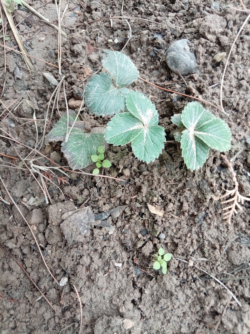 Strawberry photo 5