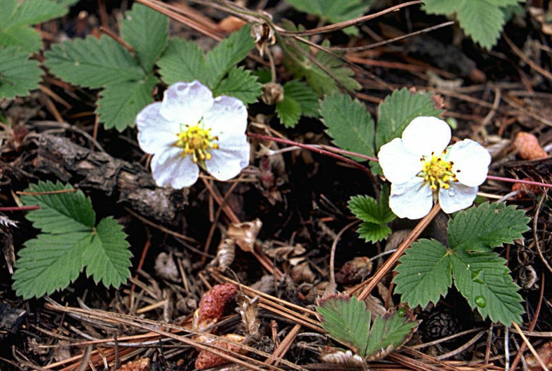 Fragaria bucharica photo 2