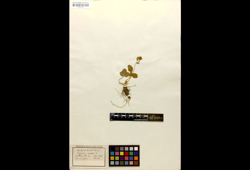 Fragaria bucharica