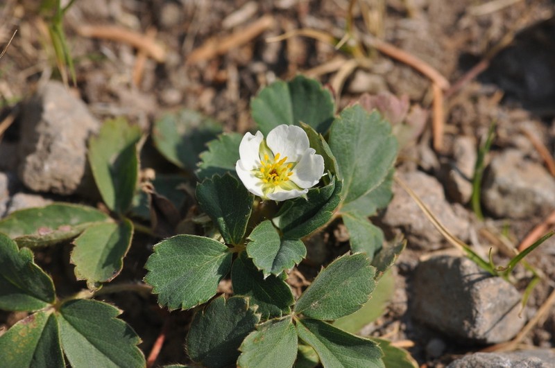 Cascades Strawberry