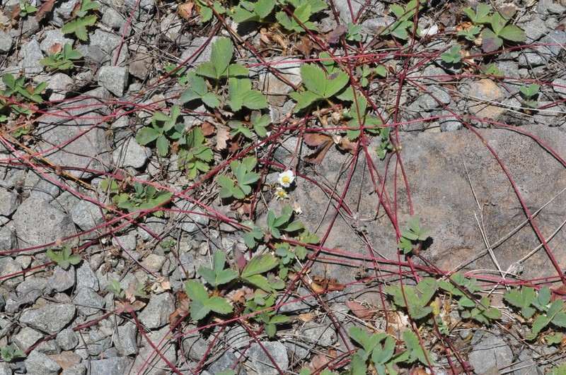 Cascades Strawberry photo 2