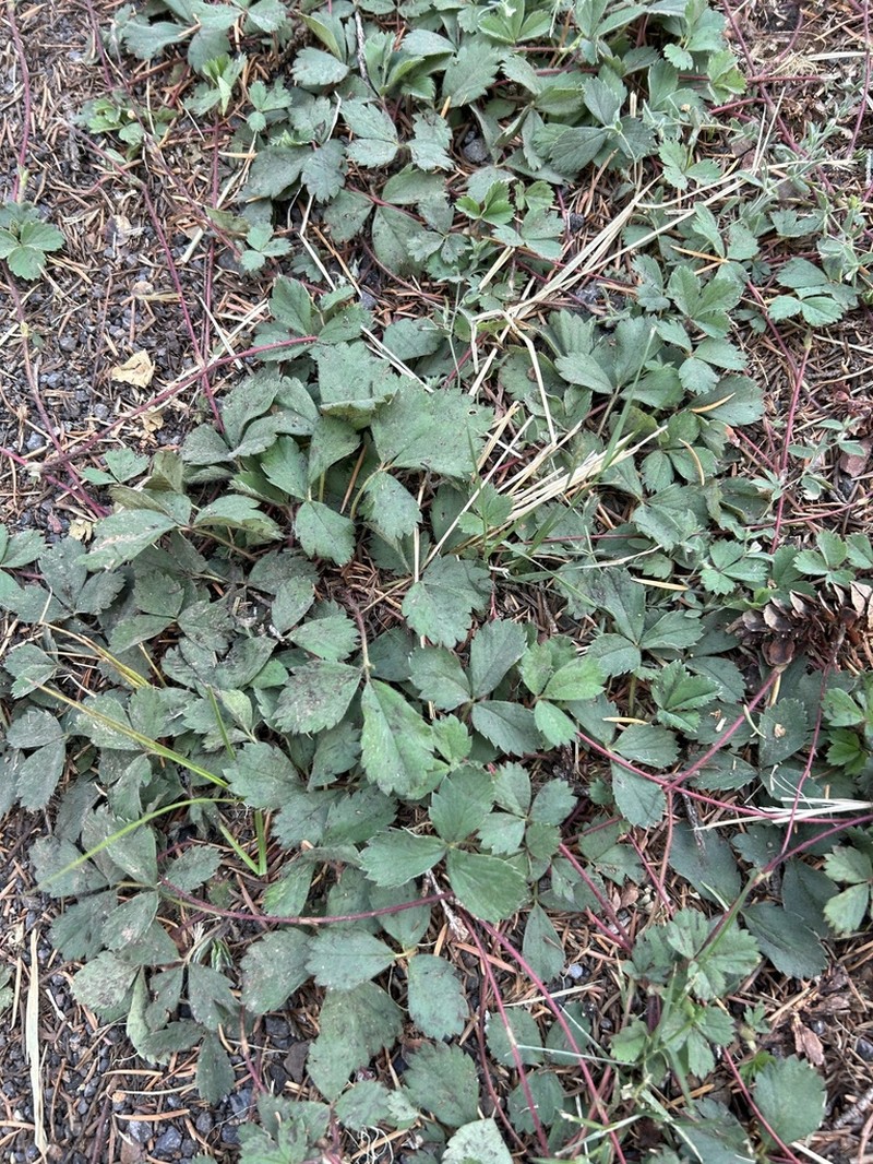 Cascades Strawberry photo 3