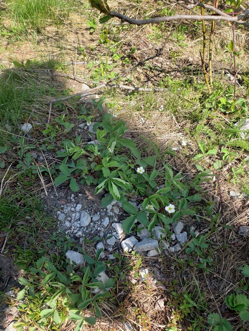 Cascades Strawberry photo 4