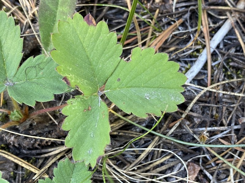 Cascades Strawberry photo 5