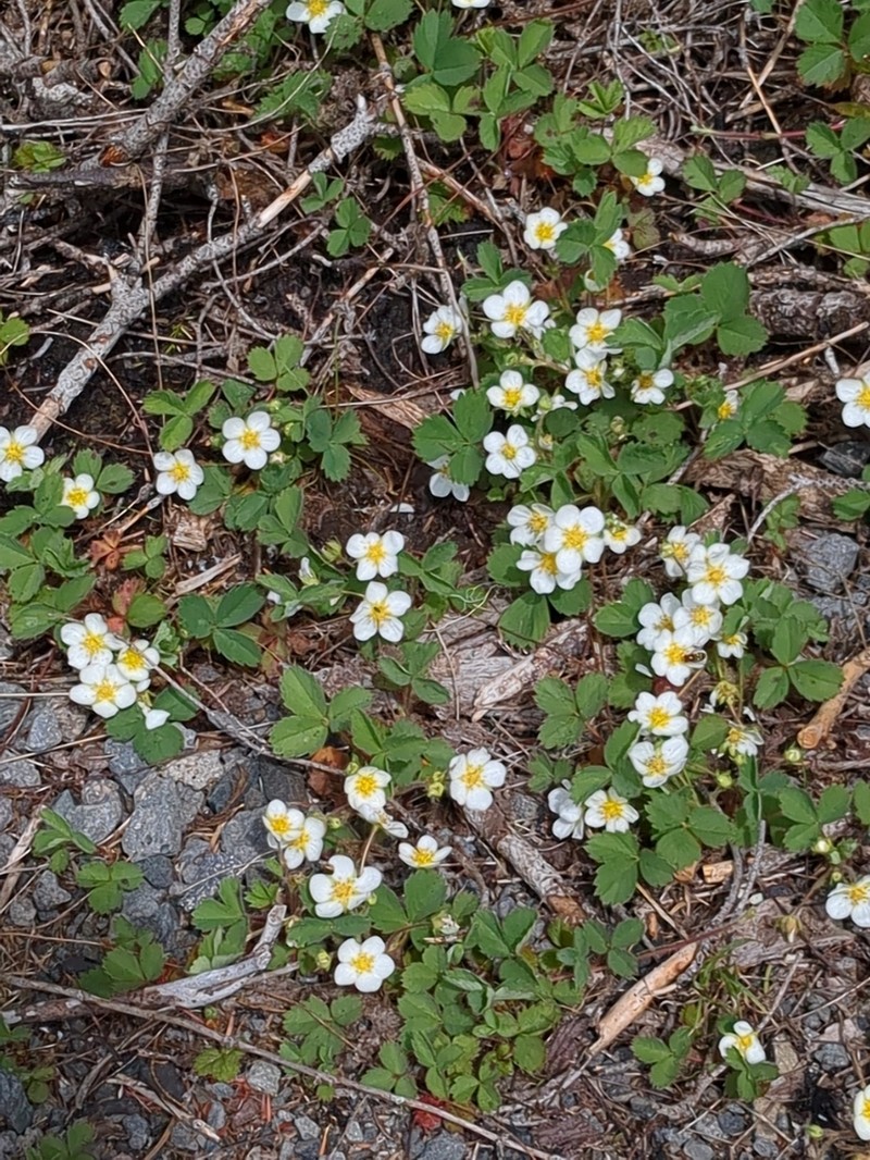 Cascades Strawberry photo 6