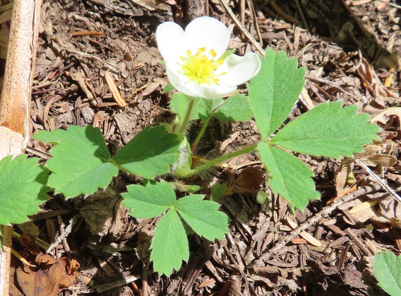 Cascades Strawberry photo 7